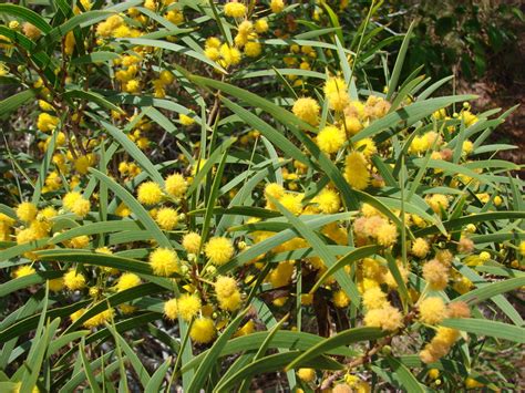 acacia confusa philippines|Acacia confusa / IPlantz.